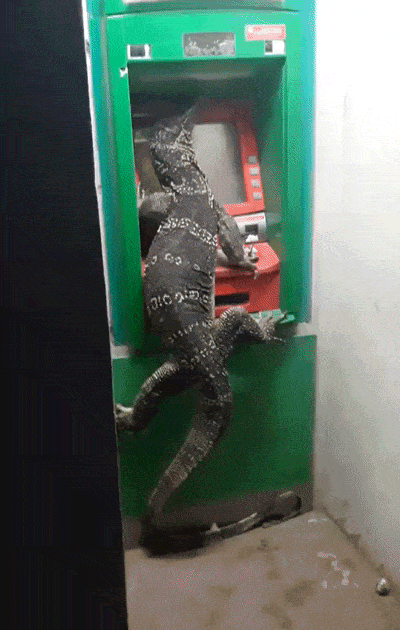 wfyokyga - Lagunowi wciągnęło karte