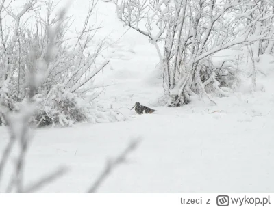 trzeci - Co to za ptak? 
#ptaki