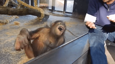 CzikaKiri - #secretservicegrajewo #klaunokasz #cyrkwojcyk

Co chłopu się odkleja to g...