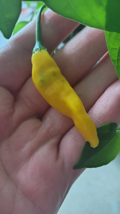 miloscsmiercirobotydrogowe - uwaga lemon drop dojrzała