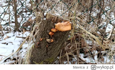 Slavica - @Grze2s1 pozdrawiam, co prawda z świat ( ͡º ͜ʖ͡º)