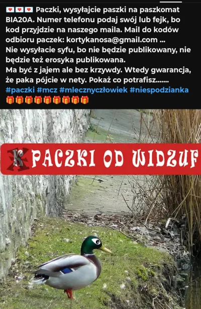 SpecyficznyZapachSzkolnej - #kononowicz paszki, paszki wysyłajcie do ZK. tylko bez er...