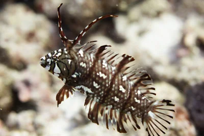 Apaturia - Smocze dziecię. Ryby z gatunku Novaculichthys taeniourus, zamieszkujące ra...