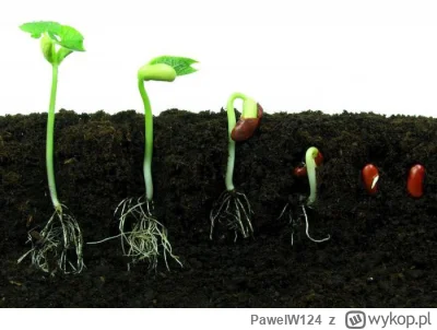 PawelW124 - #przegryw 

Ciekawe czy w tym roku będzie na tyle ciepło że warzywa dynio...