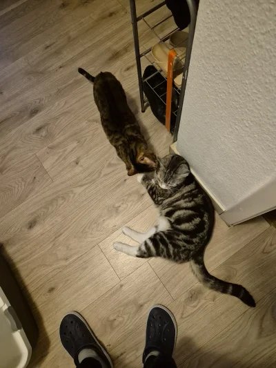 Lujdziarski - #pokazkota #dziarskikacperek Kacperek typu przyjazny, chociaż 10 min te...