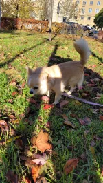 Kordian_ziom - Dzień dobry, idziemy z Bąblem na żer zagryźć jakieś dziecko (jak już p...