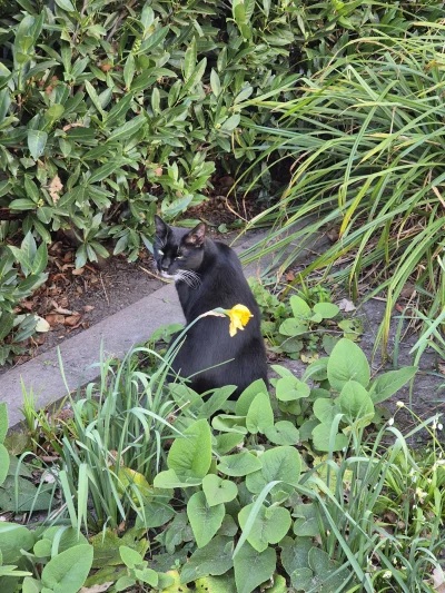 Lujdziarski - #pokazkota Byłem na kawie z babcią i w Tureckim sklepie, wracałem i spo...