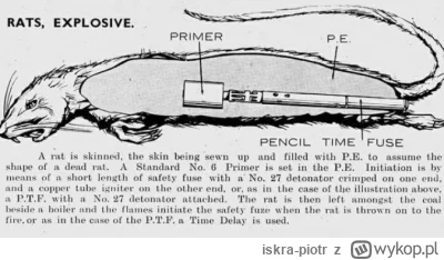 iskra-piotr - Brytyjczycy wymyślili wybuchowe szczury, których nie użyli, ale dzięki ...