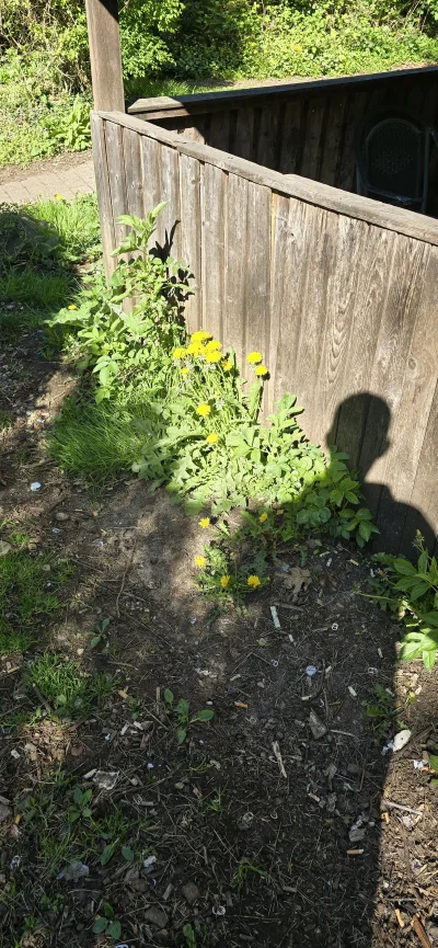 biedachuop - Chyba mam je zebrać.
#przegryw