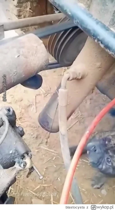 blastocysta - #trzecieoko #heheszki #smiesznypiesek
https://streamable.com/98bdkj