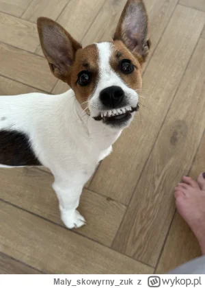 Malyskowyrnyzuk - #codziennypico #pokazpsa 
Pikuś to bardzo milutki piesek.