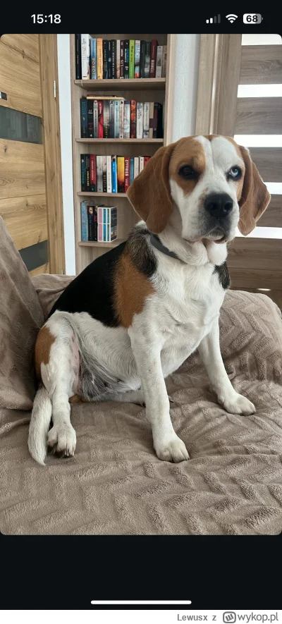 Lewusx - Moja piękna piesełka. (｡◕‿‿◕｡)

*estro mam ubite jak co, pół tabsa ari dzien...