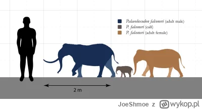 JoeShmoe - @JoeShmoe: Porównanie wielkości słonia karłowatego, sycylijskiego do człow...