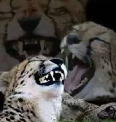 NicolasLatifi - @lelek_2160: 
u estrovirona