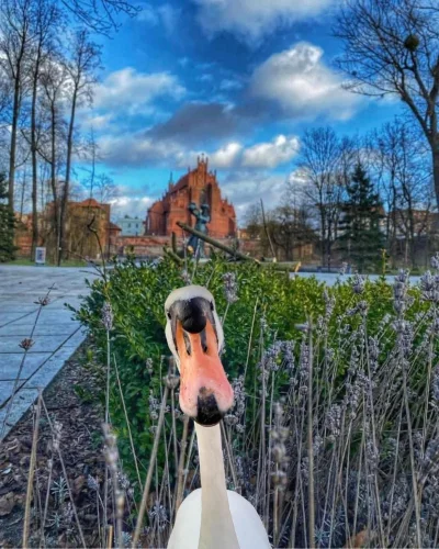 mandamin - Ten jegomość patrzy na ciebie z zażenowaniem, jak trzymasz telefon w łóżku...