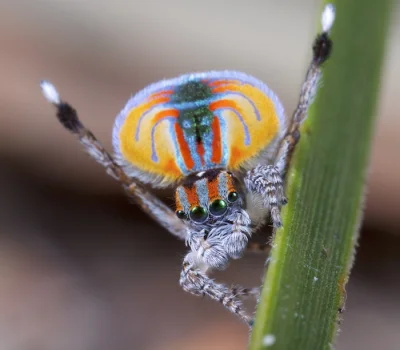 Loskamilos1 - Maratus volans, jeden z najbardziej uroczych pajączków na świecie. Żyje...