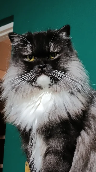 kot-jedzacy-jablka - #kot #pankot