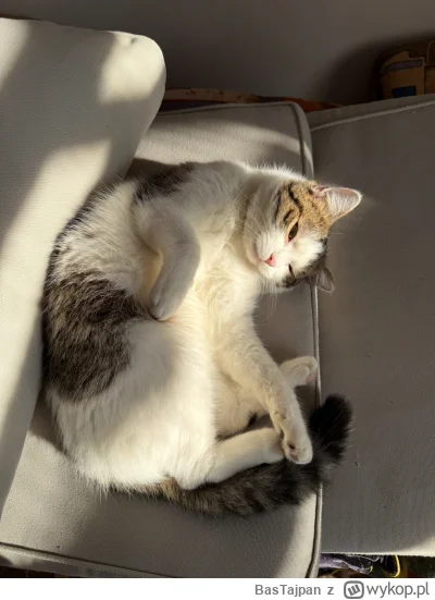 BasTajpan - #koty #kitku #pokazkota