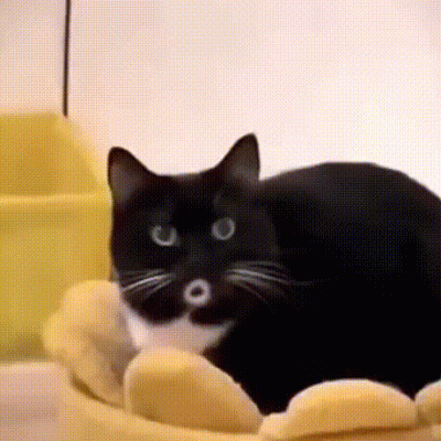 groszek71 - #smiesznypiesek #smiesznekotki #zwierzaczki