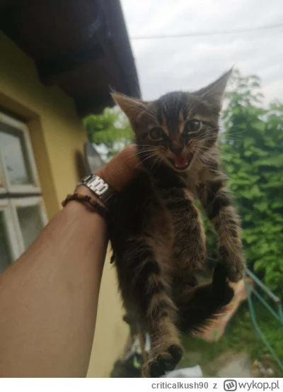 criticalkush90 - przyjac pod swoj dach? w chui agresywny xD dam mu na imie żurek
#pok...