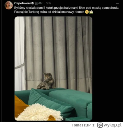 TomaszBP - #z---------------a #koty