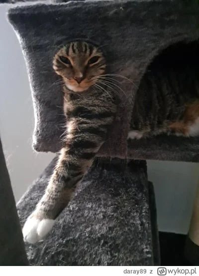 daray89 - #codziennykotopetany #dziwnekotki