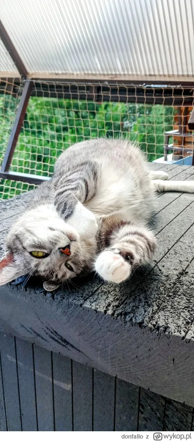 donfallo - #pokazkota