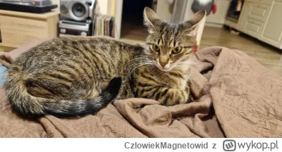 CzlowiekMagnetowid - W obwserwowalnym wszechświecie nie ma piękniejszej kocicy.
#koty...