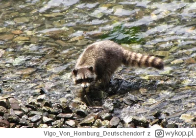 VigoVonHomburg_Deutschendorf - Kąpaliście się w rzece już w tym roku?
#szopeknadzis