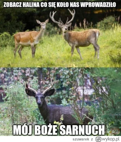 szuwarek - Alonso i Tsunoda teraz
#f1