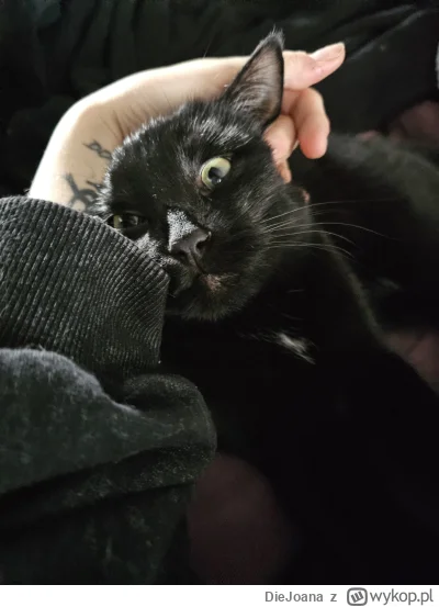 DieJoana - @DarthRegis dziękuję♥️ śliczny, prawie jak mój koteczek ( ͡º ͜ʖ͡º)