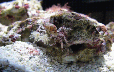 wfyokyga - Cheerleaderka