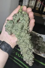 Qiudo - Coś pięknego mieć na legalu swoje roślinki. Walczcie o to mireczki w PL. Hodo...