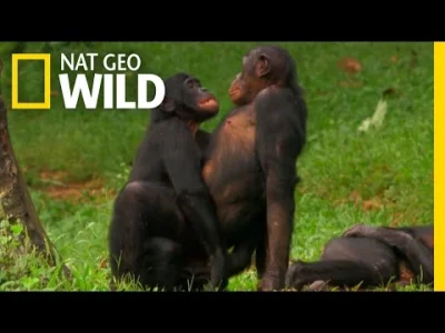 giga_jablecznik - @sildenafil: coś jak ta samica bonobo, która samca odpychała i kopa...