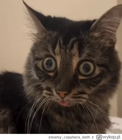 steamycapybarabath - Co...