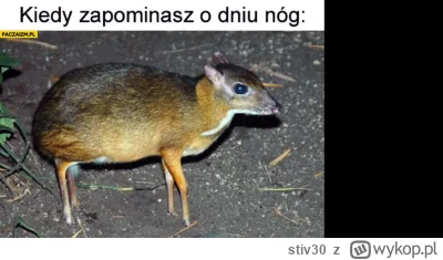 stiv30 - #mikrokoksy #silownia #heheszki