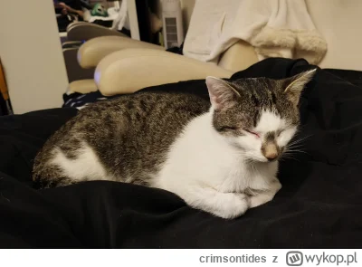 crimsontides - #pokazkota #kitku

Astrid, wczoraj adoptowana ze schroniska. Nie ja wy...
