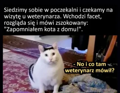 Mega_Smieszek - #koty