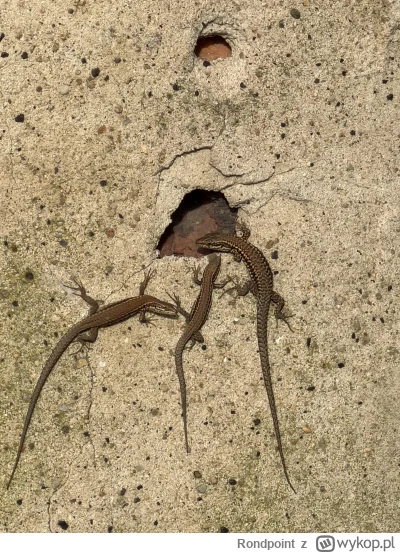 Rondpoint - Fajne krokodyle wygrzewaja sie w ostatnich promieniach slonca 
#zwierzacz...