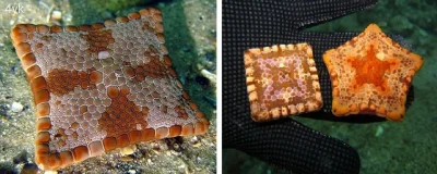 Apaturia - Czteroramienne rozgwiazdy-poduszki: