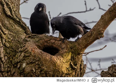 MagadaskarWHO - kawki oglądające swoje jajeczko #kawki
