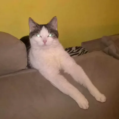 Solsith - #pokazkota #spaslak jak jeszcze był mały spaślak (｡◕‿‿◕｡)