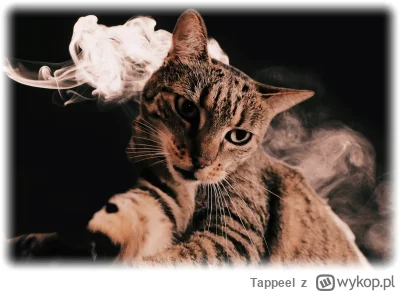 Tappeel - #pokazkota #koty