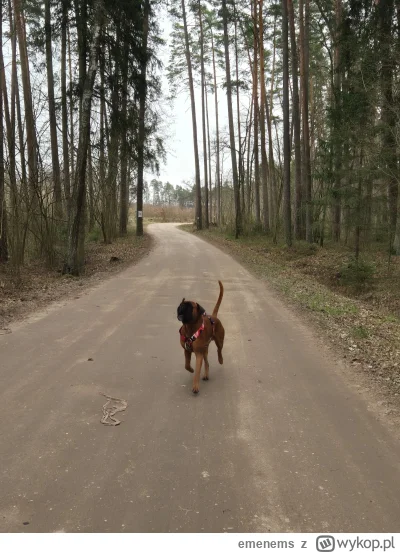 emenems - @kalafi0r mało jest bokserów ale się uchowały :) pozdro!