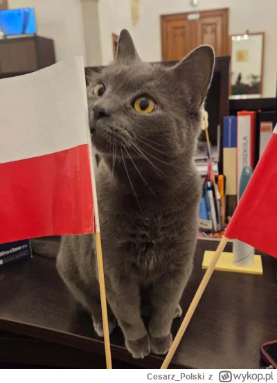 Cesarz_Polski - #kotekwrocek #wroclaw