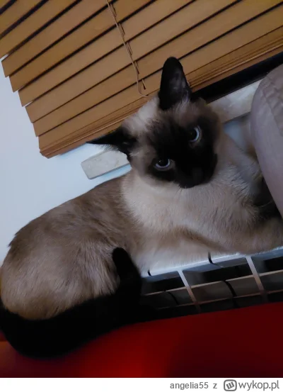 angelia55 - A Wy jak sprawdzacie czy grzejniki grzeją?

#koty