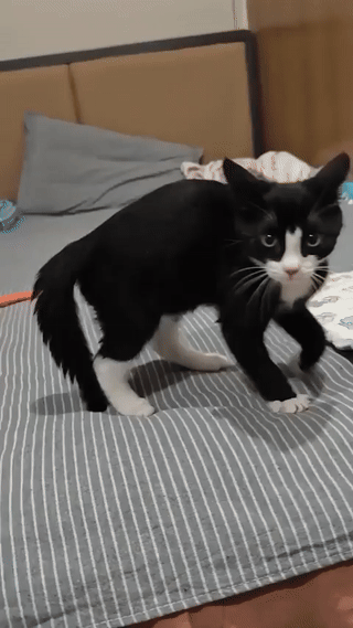 Arvin - Haps!
#koty #smiesznekotki