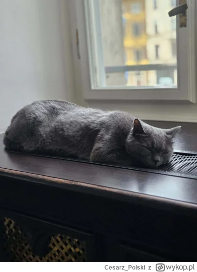 Cesarz_Polski - #kotekwrocek #wroclaw