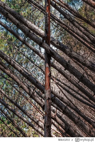 MikiGRU - #sztuka #fotografia