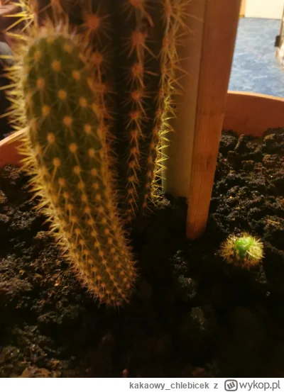 kakaowychlebicek - @frezjaw_doniczce: dwa małe jeszcze (nie)groźne ( ͡° ͜ʖ ͡°)